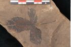 Foto (Detailansicht) von Plantae indet.  (NHMW-GEO-2024-0188-11531)